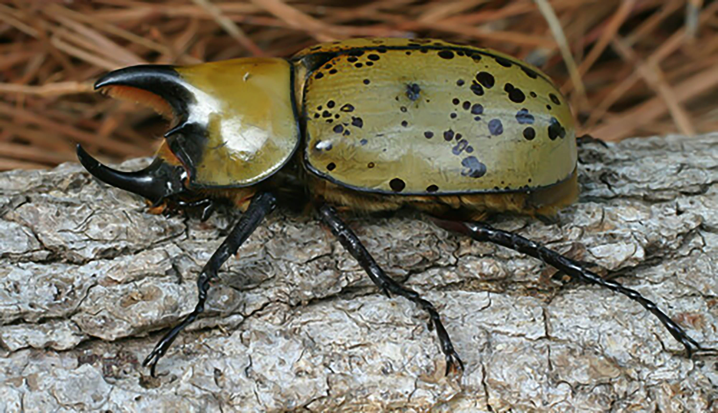 Dynastes tityus, Eastern Hercules Beetle (Coleoptera: Scarabaeidae) 